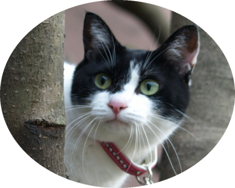 フォトパーツ特殊形状：円形