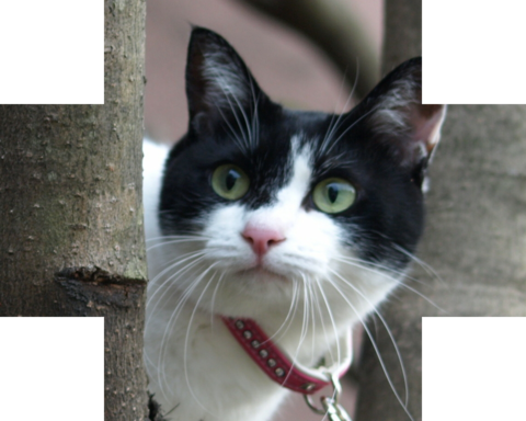 フォトパーツ特殊形状：クロス形