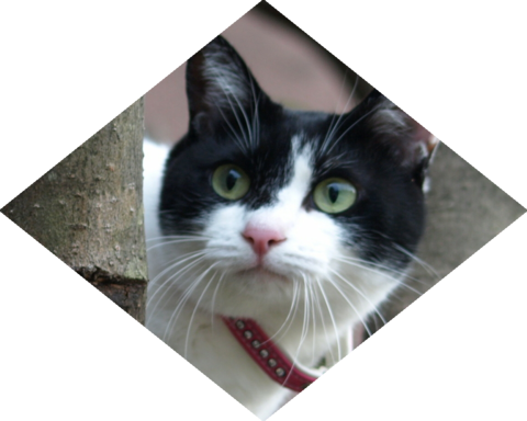 フォトパーツ特殊形状：ダイヤモンド形