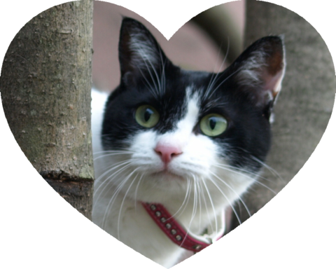 フォトパーツ特殊形状：ハート形[1]