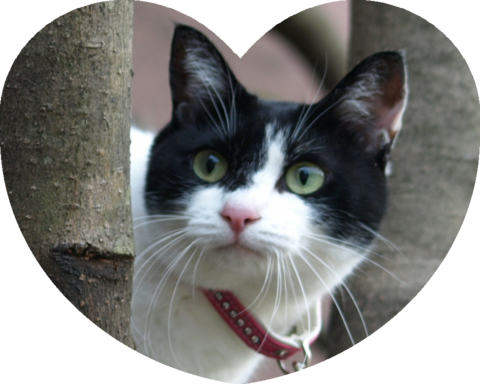 フォトパーツ特殊形状：ハート形[2]