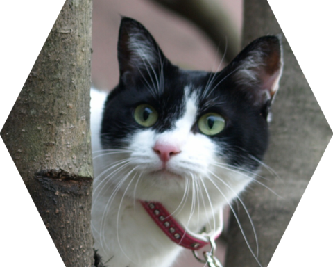 フォトパーツ特殊形状：六角形(横向き)