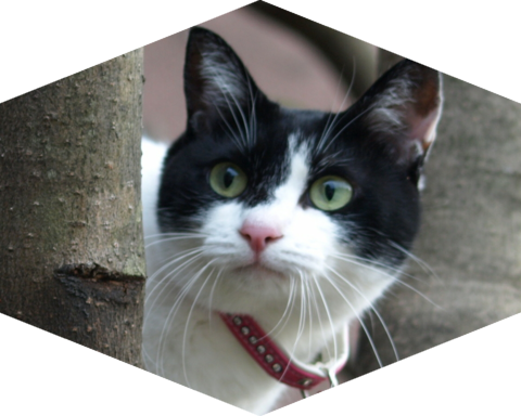 フォトパーツ特殊形状：六角形(縦向き)