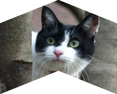 フォトパーツ特殊形状：山形