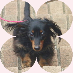 フォトパーツ特殊形状：円形