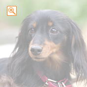 ベース画像４０％